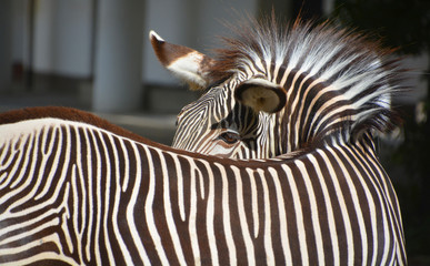 Burchell's zebra is a southern subspecies of the plains zebra. It is named after the British...
