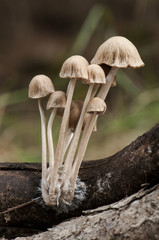 Psathyrella brown-gray mushroom growing in a group on a log