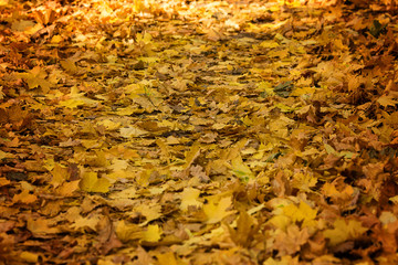 autumn fallen yellow leaves background