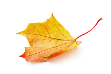 Fallen-down autumn maple leaf in warm yellow-red colors isolated on a white background