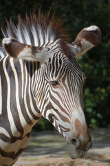 Burchell's zebra is a southern subspecies of the plains zebra. It is named after the British...