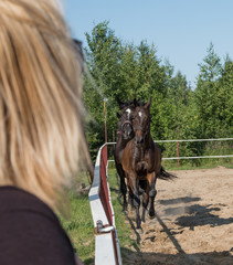 Brown horse on a walk. The owners brought their mares to run in the aviary. Young stallions....