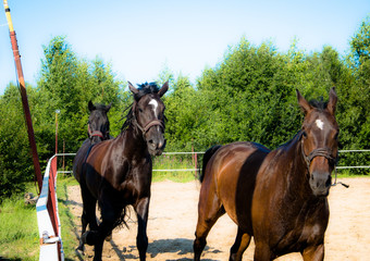 Brown horse on a walk. The owners brought their mares to run in the aviary. Young stallions....