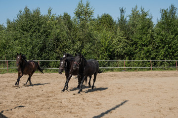 Brown horse on a walk. The owners brought their mares to run in the aviary. Young stallions. Slender croup, graceful movements. Elegant hairstyles for hair. Summer. Sunny day.