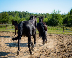 Brown horse on a walk. The owners brought their mares to run in the aviary. Young stallions. Slender croup, graceful movements. Elegant hairstyles for hair. Summer. Sunny day.
