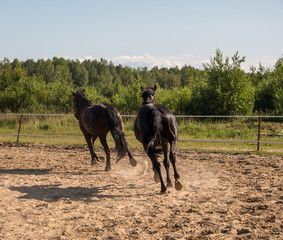 Brown horse on a walk. The owners brought their mares to run in the aviary. Young stallions....