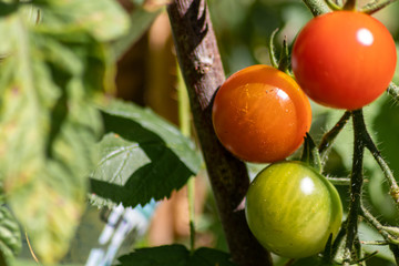 Selbst angebaute Tomaten hängen mit unterschiedlichen Reifegraden von grün über orange bis rot...