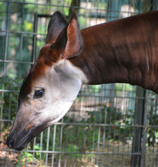 Okapi ( Okapia johnstoni), also known as the forest giraffe or zebra giraffe, is an artiodactyl...