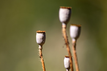 Mohnblume ohne Blütenblätter wurde befruchtet und ist reif für die Verbreitung der Mohnsamen per Wind vor unscharfem Hintergrund