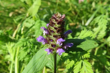 Beautiful prunella flower on the meadow in spring, closeup