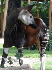 Okapi ( Okapia johnstoni), also known as the forest giraffe or zebra giraffe, is an artiodactyl...