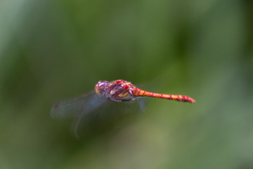 Blutrote Heidelibelle im Flug über einem Teich auf Beutesuche (Fliegen, Kleinlibellen und andere Fluginsekten)