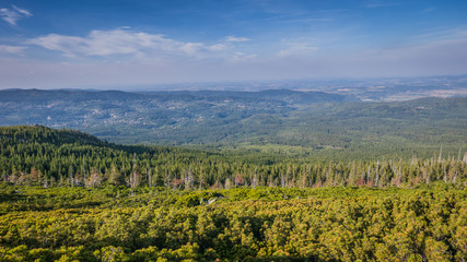 Fototapeta na wymiar Peaceful view on the mountain forest, Poland