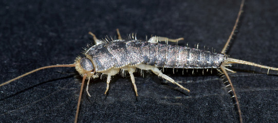 Closeup of long tailed silverfish (Ctenolepisma longicaudata) also called gray silverfish. It is in a defence- or angry posture. Black background.