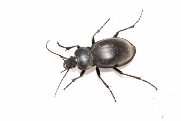 Closeup of an isolated smooth ground beetle (Carabus glabratus) on white background