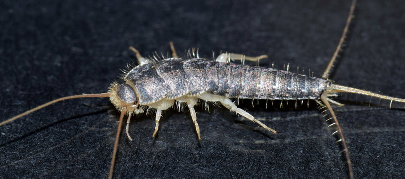 Closeup of long tailed silverfish (Ctenolepisma longicaudata) also called gray silverfish. It is in a defence- or angry posture. Black background.
