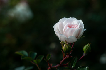 Close-up light pink Rose on dark green background