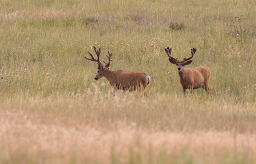 Mule Deer Bucks in Velvet