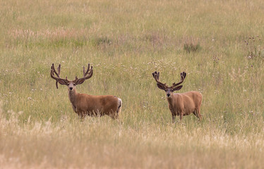 Mule Deer Bucks in Velvet