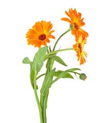 Calendula. Flowers with leaves isolated on a white background. Bouquet.