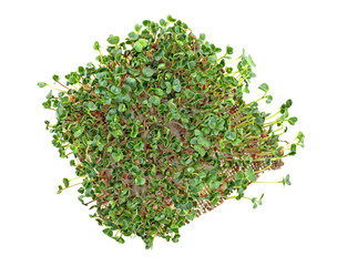 Fresh microgreens sprouts on a white background, top view. Сoncept of healthy eating. Radish sprouts.