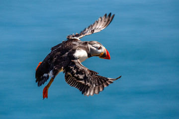 British Puffin Seabird (Fratercula arctica) from Skomer Island, Pembrokeshire, Wales UK