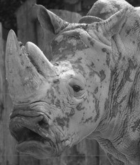 The white rhinoceros or square-lipped rhinoceros is the largest extant species of rhinoceros.  It has a wide mouth used for grazing and is the most social of all rhino species © Daniel Meunier
