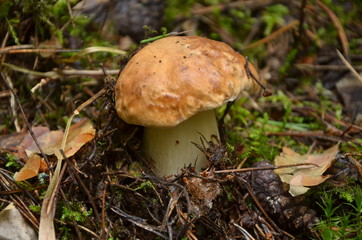 Cep , белый гриб