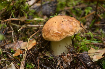Cep , белый гриб