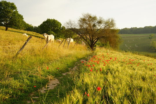 Paysage Campagne 498