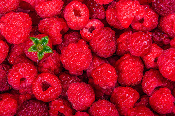 Wet raspberry. Raspberry background. Top view