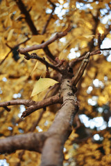 Rama de Ginko (arbol) con hojas/ Ginko (tree) at autum