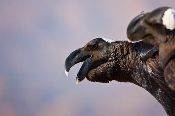 Cuervo picogrueso, Monta&ntilde;as Simien, Etiopia, Africa