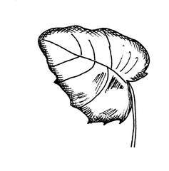 hand drawn illustration