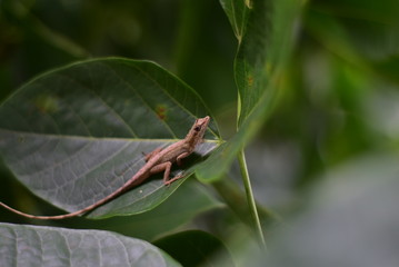 lagartija 