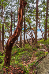 View at Mountain Trail in British Columbia, Canada. Forest Background.