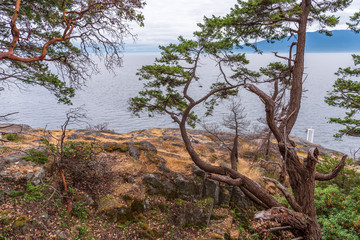 View at Mountain Trail in British Columbia, Canada. Forest Background.