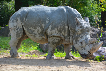 The white rhinoceros or square-lipped rhinoceros is the largest extant species of rhinoceros.  It has a wide mouth used for grazing and is the most social of all rhino species © Daniel Meunier