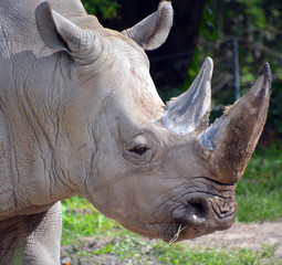 The white rhinoceros or square-lipped rhinoceros is the largest extant species of rhinoceros.  It has a wide mouth used for grazing and is the most social of all rhino species © Daniel Meunier