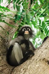 Dusky leaf monkey in Thailand