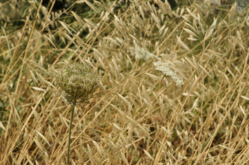 Dry meadow flowers on a hot sunny day in summer