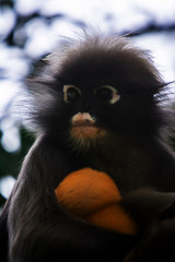 Obraz premium Dusky leaf monkey in Thailand