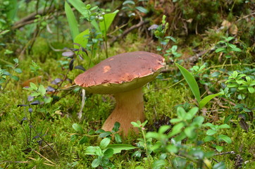 Cep, белый гриб