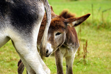 Donkey Foal and Mother