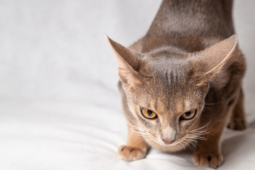 Sad or bored cat on soft white background