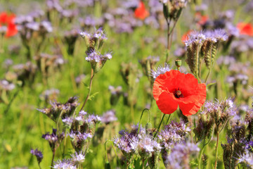 Czerwone maki na kwitnącej łące. © Stanisław Błachowicz