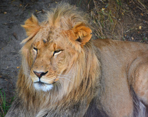 Lion is one of the four big cats in the genus Panthera, and a member of the family Felidae. With...