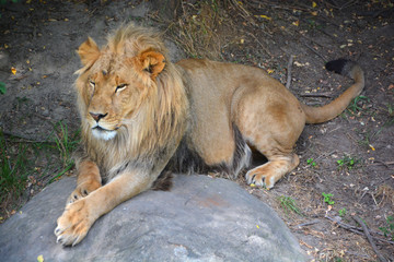 Lion is one of the four big cats in the genus Panthera, and a member of the family Felidae. With...