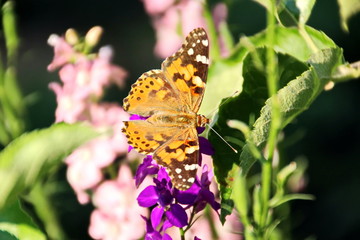 Fototapete bei efototapeten.de bestellen   
