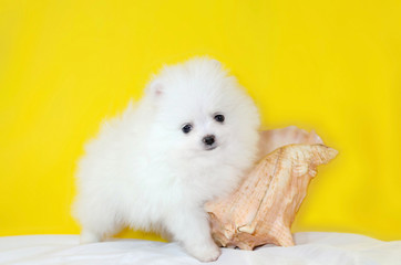 One month old puppy Pomeranian Spitz on a yellow background. Tiny funny puppy playing. Dog with a seashell.